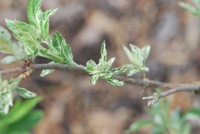 Sambucus nigra 'Pulverulenta' - bez černý 'Pulverulenta'- jarní výhonky